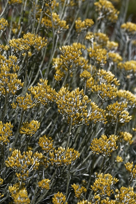 Jardin Botanique de la Bastide-069